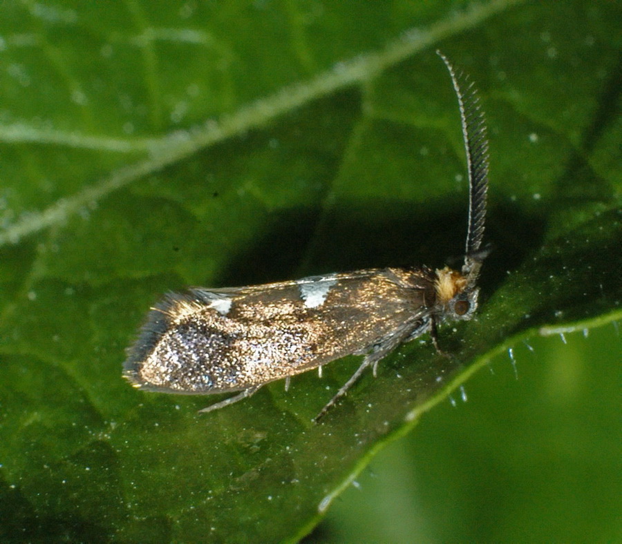 piccoli lepidotteri da identificare